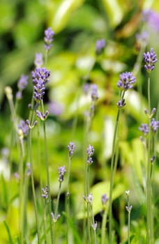 Lavender plants in a meadow