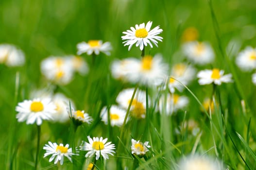 Daisies on a meadow