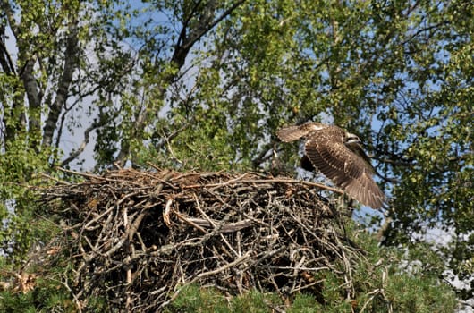 Osprey,taking off from the nest