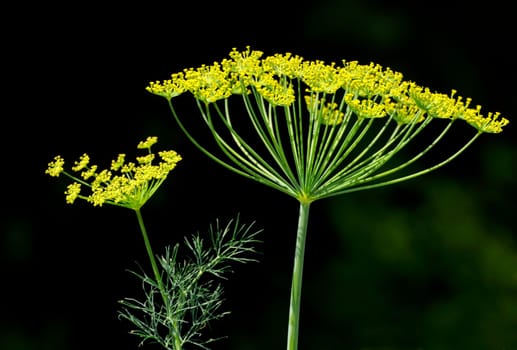 Dill plants against black background