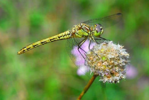 The Dragonfly