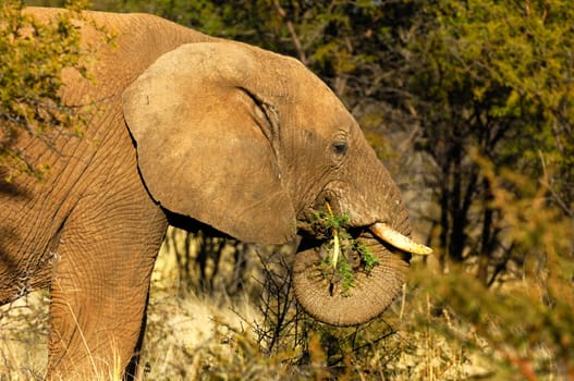 African elephant