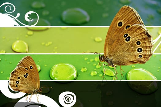 Butterflies playful