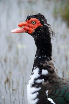 Musk Duck Portrait at the Pond