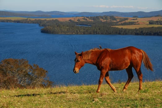 Quarterhorse yearling at Myall-Lake