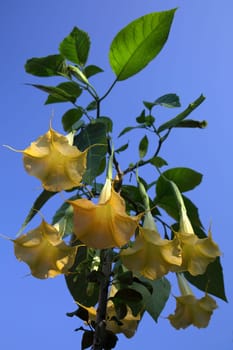 Angel's trumpet
