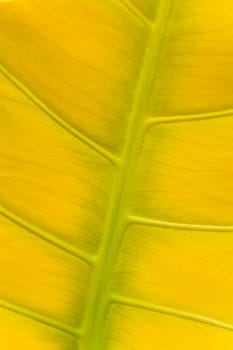 Palm Leaf Background