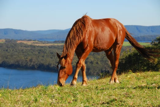 Quarterhorse with a view of Myall Lake