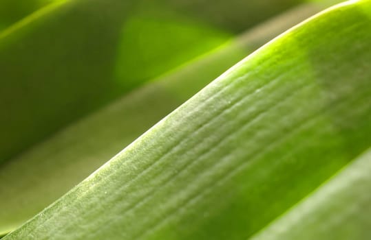 Orchid Leaf