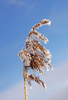 Reed in winter,Phragmatis