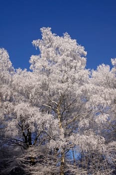 Birch with hoarfrost in winter