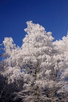 Birch with hoarfrost in winter
