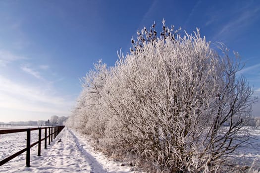 Shrubs in front of a dirt road with hoarfrost