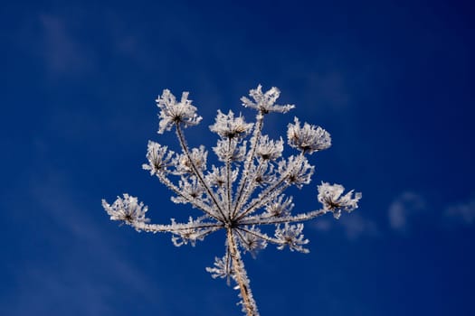 Umbellifers with ice crystals