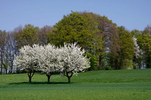 Spring landscape with cherry trees