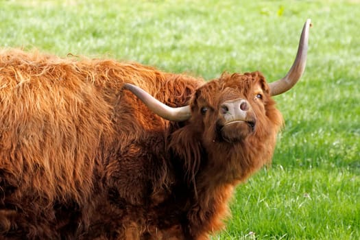 Scottish Highland cattle
