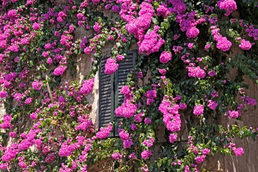 Sirmione,house in the old town with bougainvillea glabra,triplet flower,Gardase