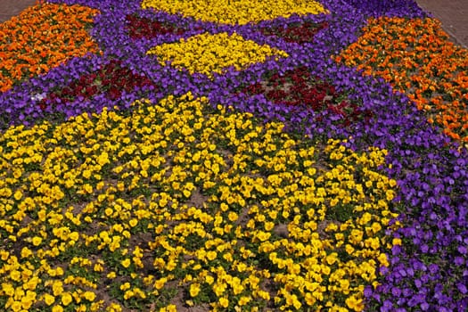 Viola Hybrids,Violet Mix - Viola Hybrids,Pansy Mix