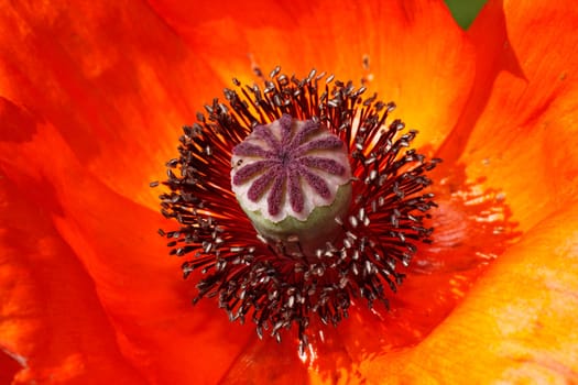 Papaver orientale,Oriental poppy
