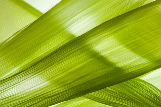 Backlit Corn Husk