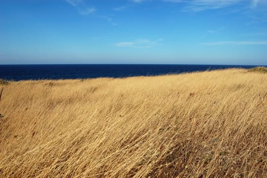 yellow dry grass field, blue sea and sky
