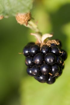 Blackberry,Macro