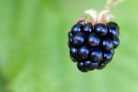 Blackberry,Macro