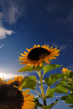 Helianthus annuus