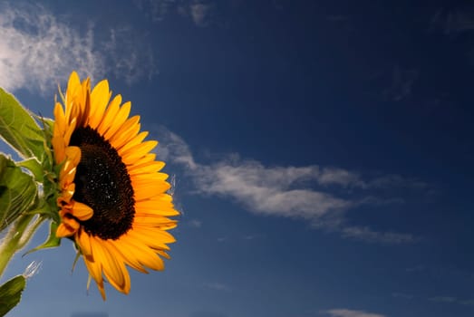 Helianthus annuus