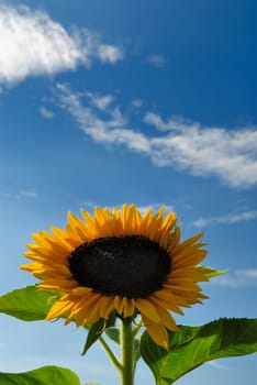 Helianthus annuus
