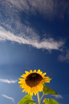 Helianthus annuus