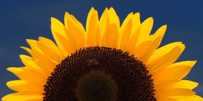 Helianthus annuus