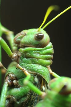Giant grasshopper