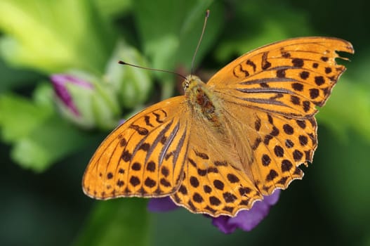 Emperor's mantle on marshmallow