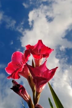 Gladiolus
