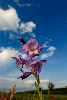 Gladiolus