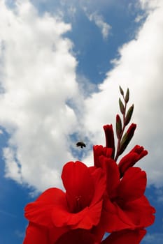 Gladiolus