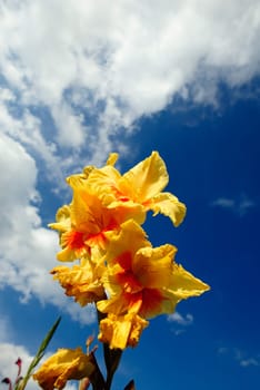 Gladiolus