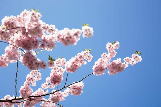 Blossoms in spring,blossoms of cherry trees and ornamental cherries in the garden.