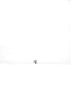 Oak - Oak tree in winter