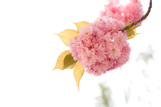 Blossoms in spring,blossoms of cherry trees and ornamental cherries in the garden.