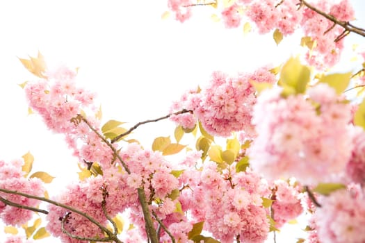 Blossoms in spring,blossoms of cherry trees and ornamental cherries in the garden.