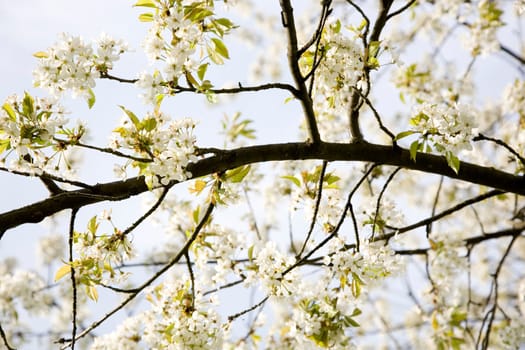 Blossoms in spring,blossoms of cherry trees and ornamental cherries in the garden.