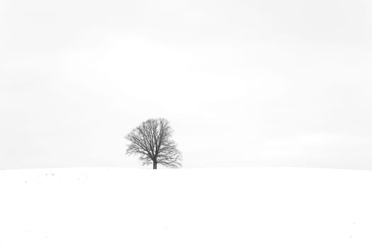 Oak - Oak tree in winter