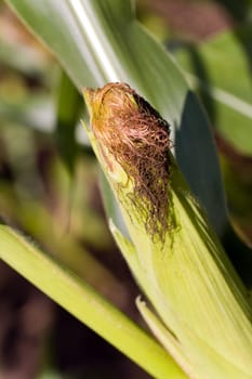 Corn field in summer