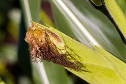 Corn field in summer
