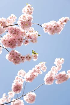 Blossoms in spring,blossoms of cherry trees and ornamental cherries in the garden.