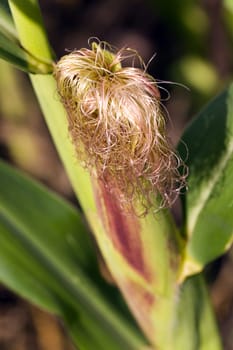Corn field in summer