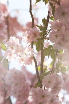 Blossoms in spring,blossoms of cherry trees and ornamental cherries in the garden.