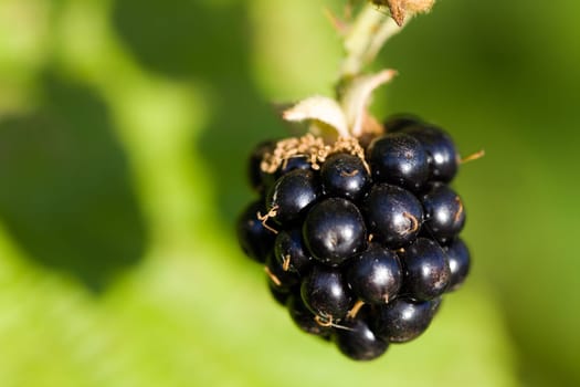 Blackberry,Macro
